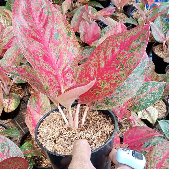♡ Aglonema Red Stardust Daun 6-7 Size Dewasa ✭