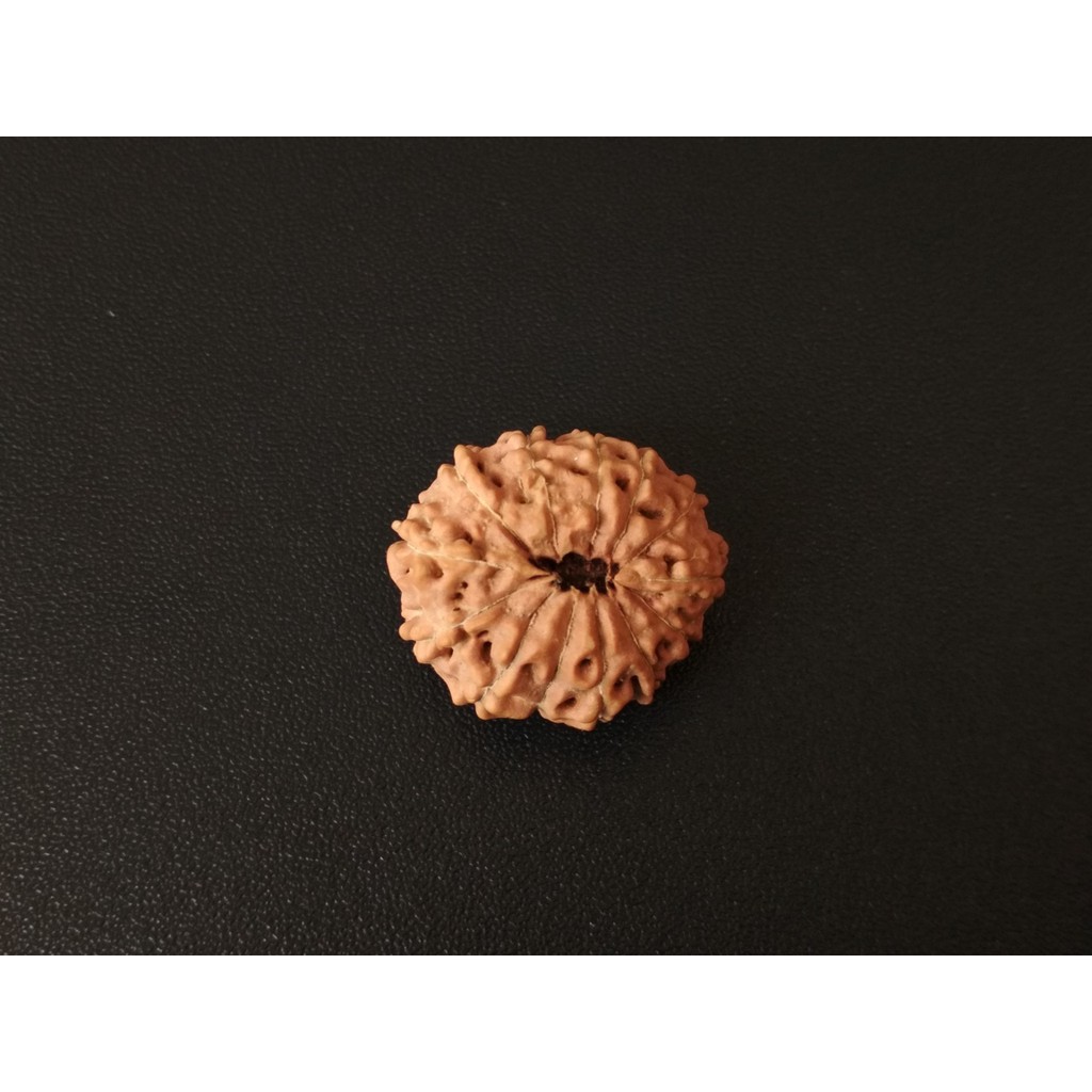 Mukhi 13 Java Rudraksha D22x20 Jenitri Genitri Big Size
