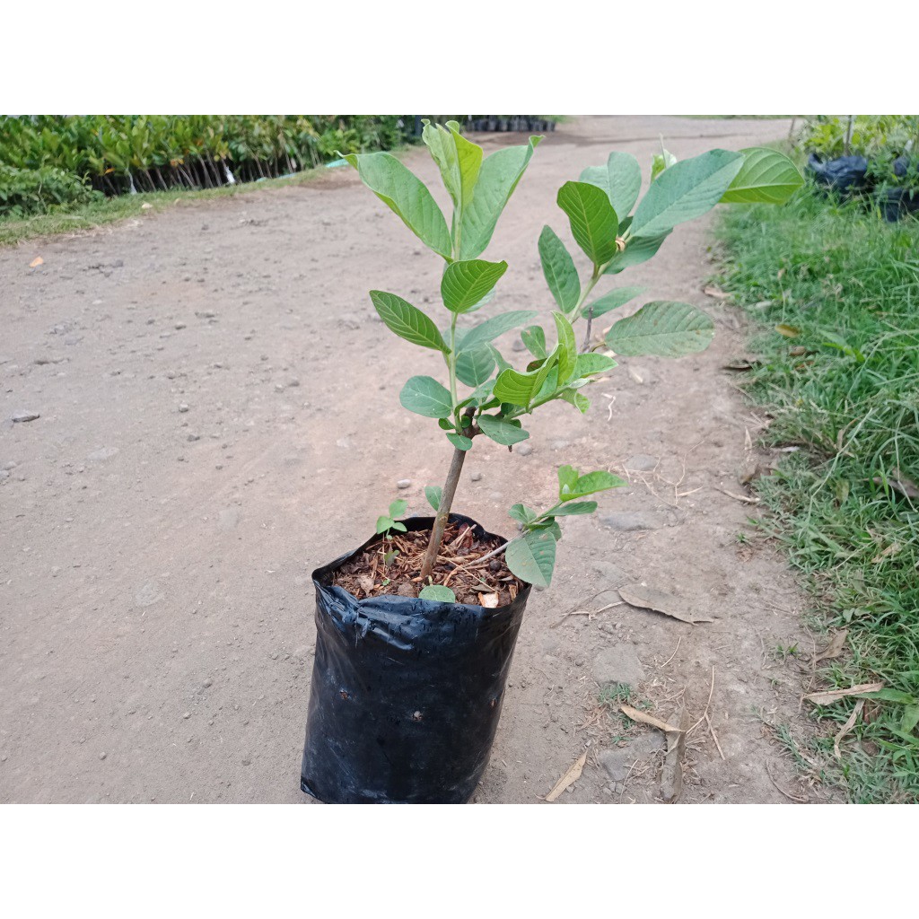 Bibit Jambu Siumik Pala Cangkok