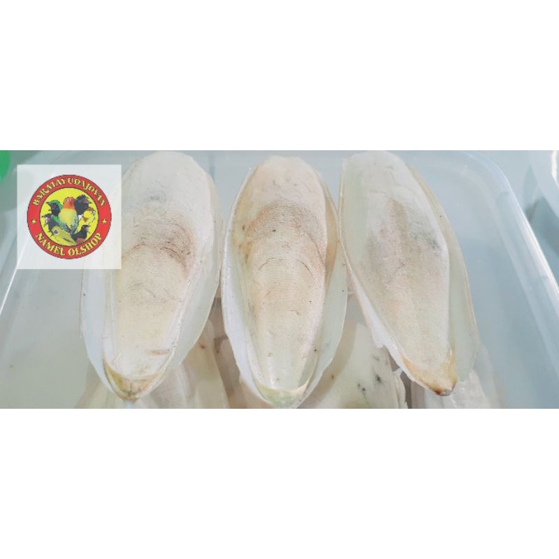 TULANG SOTONG ukuran antara 9 cm sd 10 cm untuk merpati, perkutut, lovebird, kenari hamster, dll