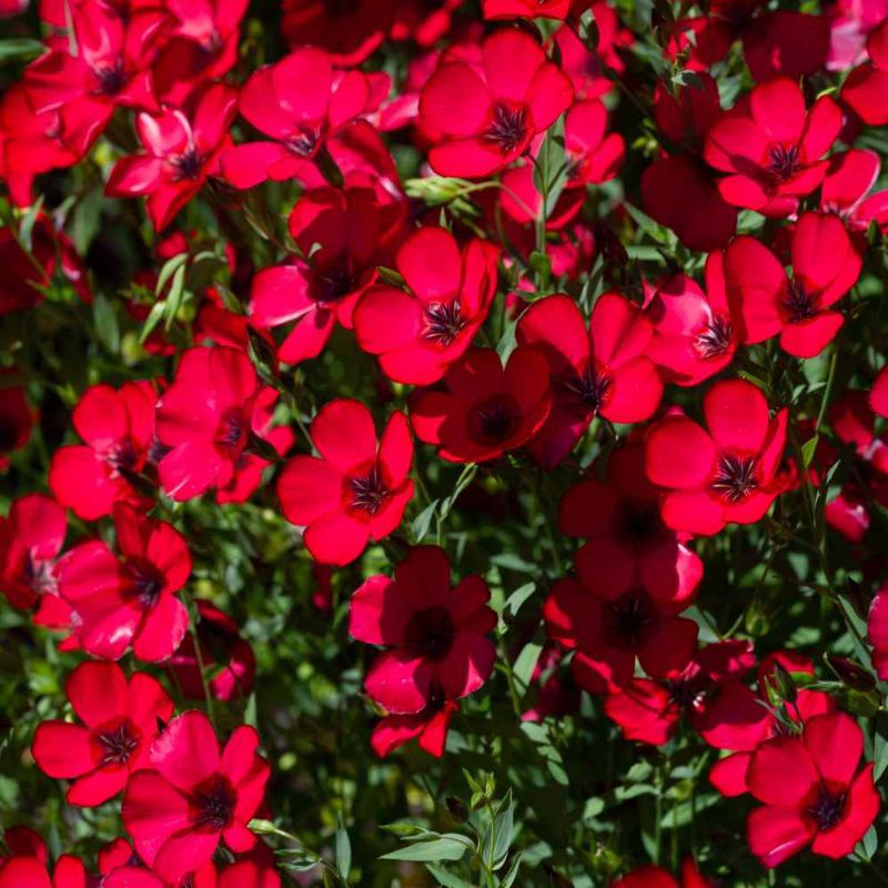 5 Biji Benih Bibit Bunga Langka Petunia Colorful Termurah Mudah Hidup Warna Menarik Mudah Hidup-Linum Scarlett Flax