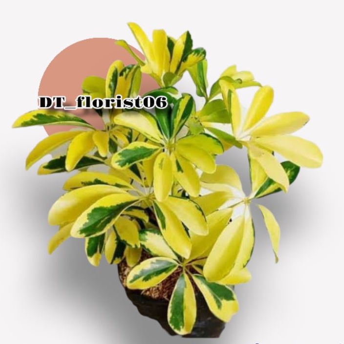 Tanaman Hias Wali Songo Golden / Wali Songo Mentega