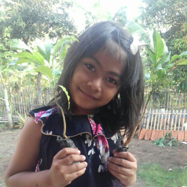 Bibit Tanaman Tabebuya Sakura