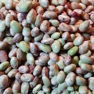 

kacang endul 1 kg sayuran segar