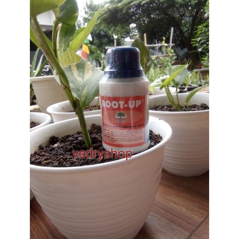 ZPT / pertumbuhan akar Root up pupuk