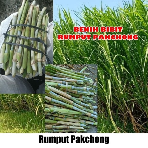 Jual Benih Bibit Tanaman Rumput Napier Pakcong Pakchong Batang