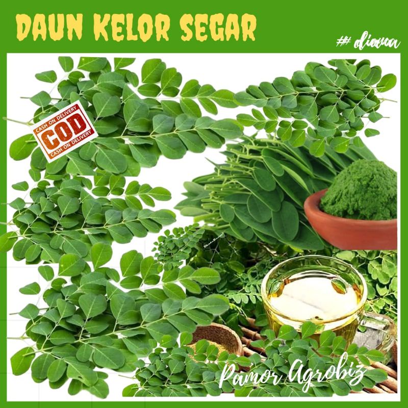 

Daun Kelor Segar Alami (Petik Pohon), Kandungan Vitamin dan Gizi Lengkap untuk Kesehatan