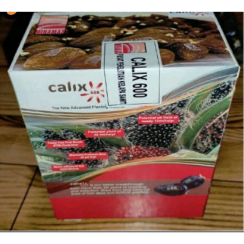 bibit cambah sawit calix 600 unggul
