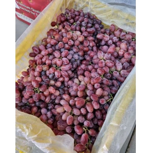 

ANGGUR CRIMOSON 500 GRAM