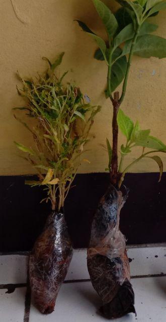 Tanaman Hias Brokoli Kuning/akasia Kuning