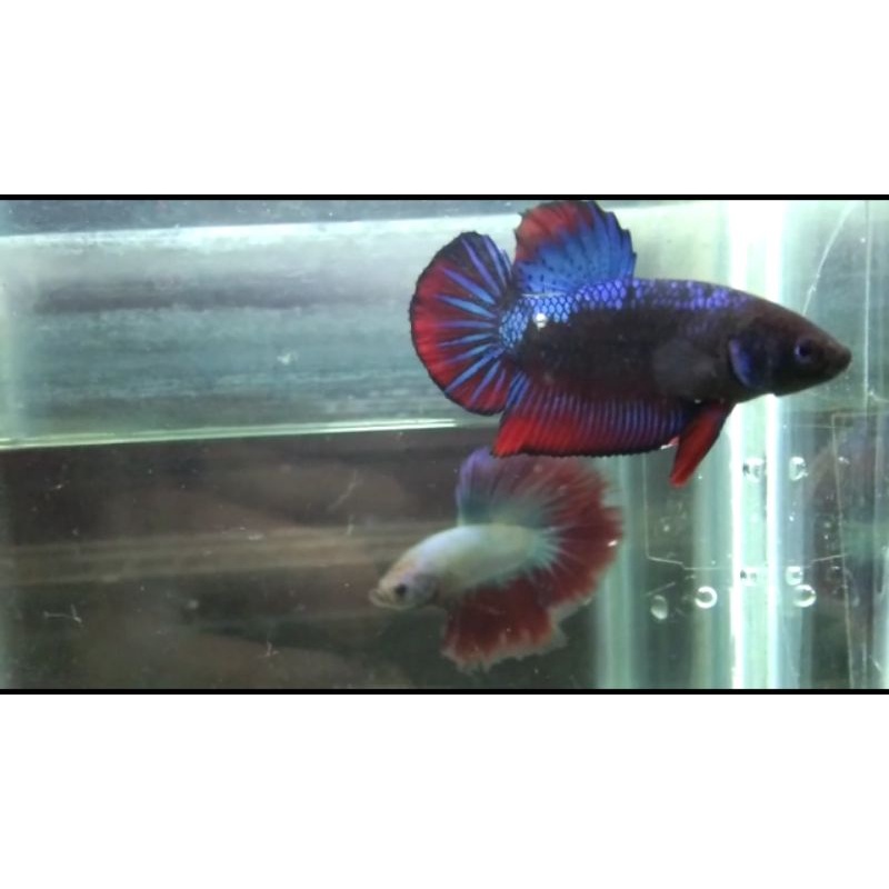 

Ikan Cupang Line Avatar Gordon