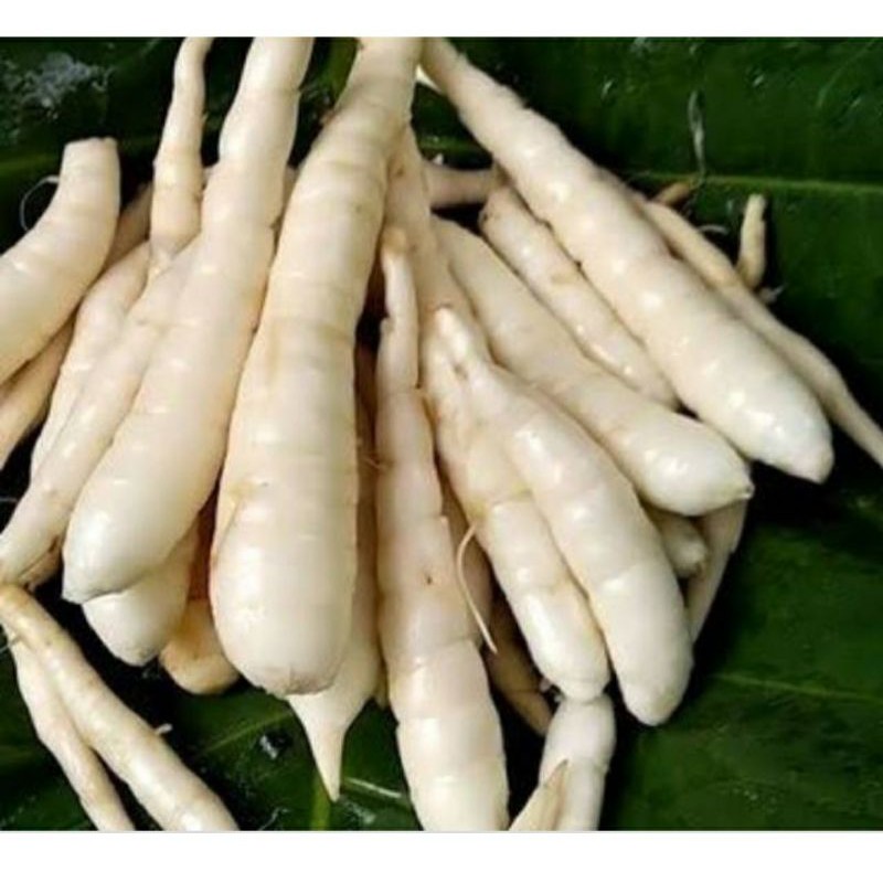 

umbi garut segar herbal