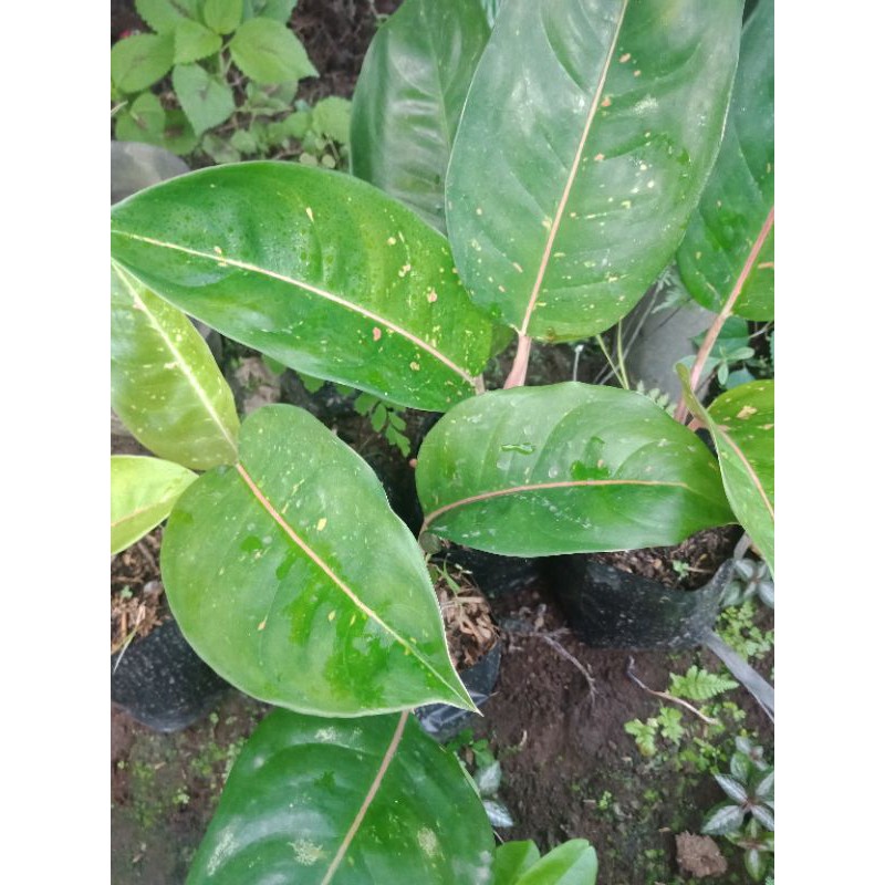 Aglonema big roy  Bigroy atau lulaiwan hijau (Khusus.P Jawa dan Bali)