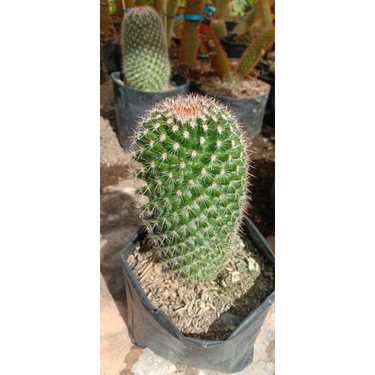JUMBO kaktus import murah/kaktus ownroot/kaktus pasaman