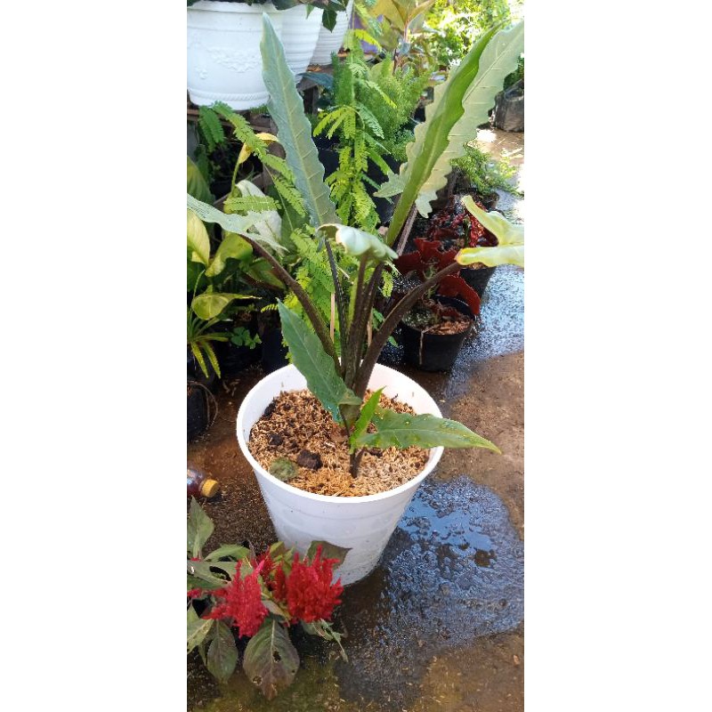 Philo Papua / Philo keris