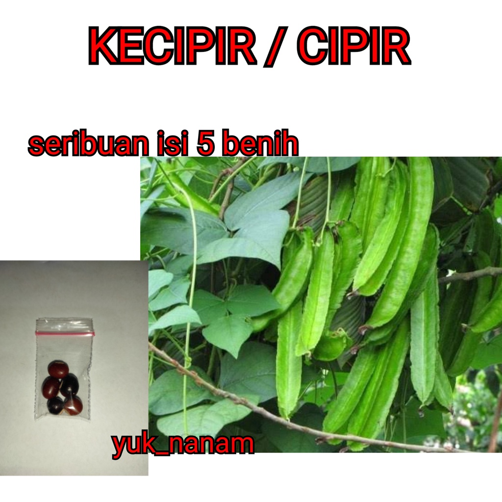 BENIH KECIPIR / CIPIR UNGGUL
