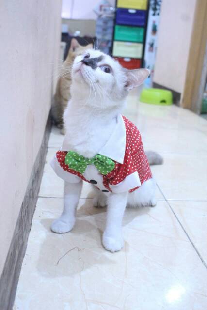 Baju kucing dan anjing edisi natal 2019 polkadot merah putih hijau lucu /baju kucing murah size S-XL