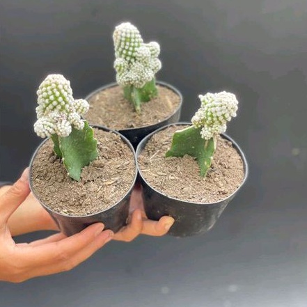 Kaktus Grafting/Ownroot Cluster