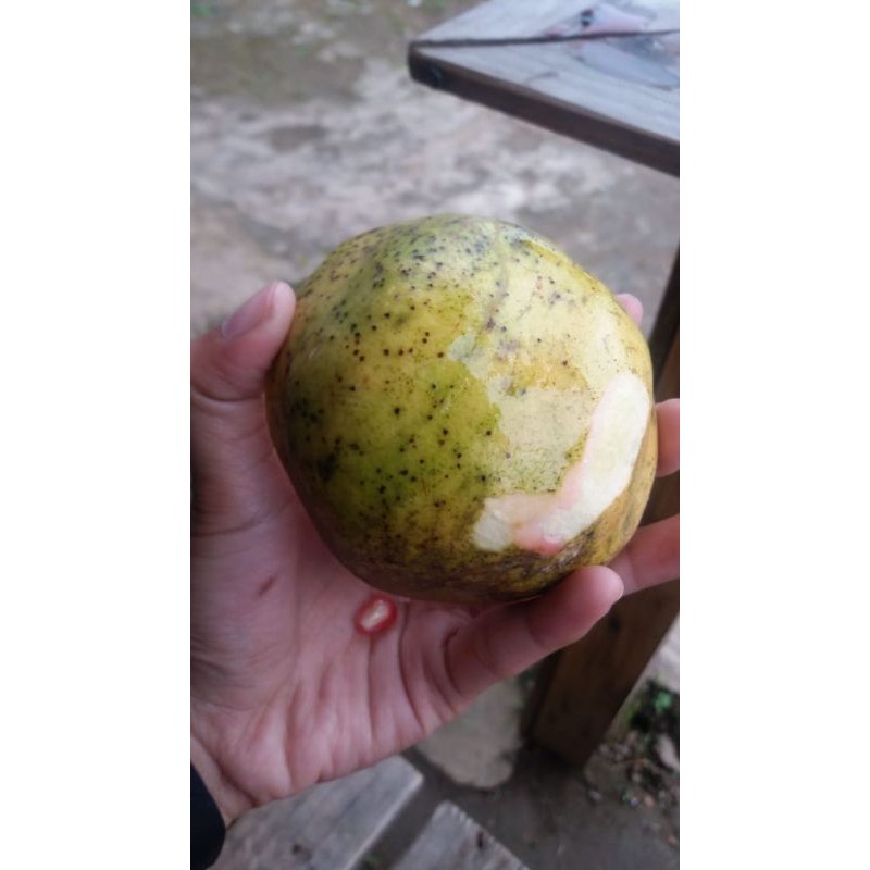 

buah delima/ buah pome