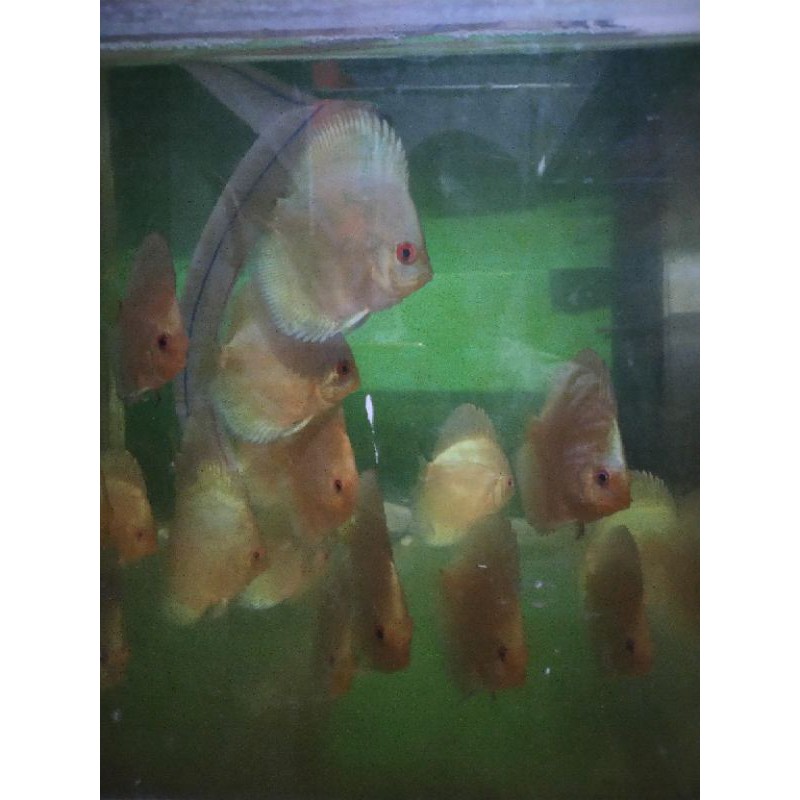 Discus Blue Diamond 2" SD 2,5" buntut, discus jenis lain