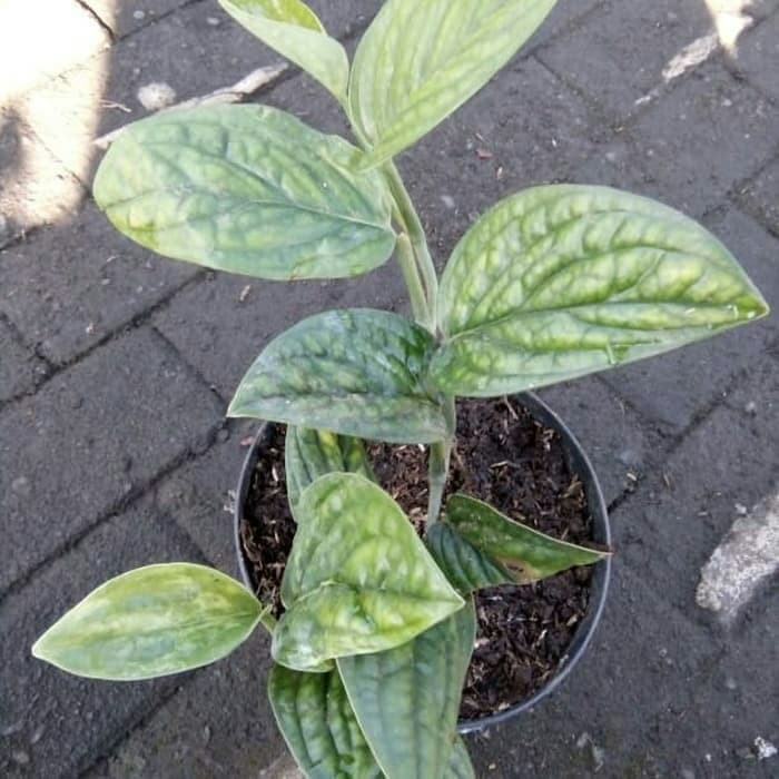 Tanaman Hias Rambat Monstera Karstenianum