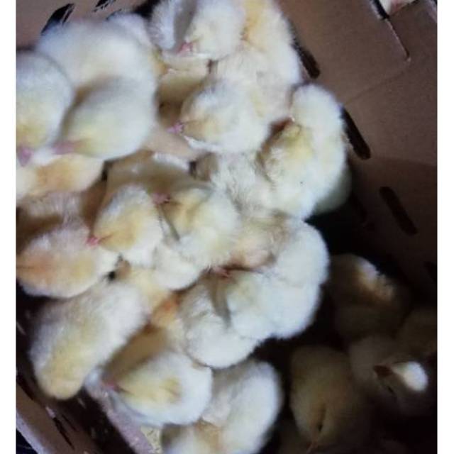 Doc Bibit Ayam Pejantan Umur 1 Hari