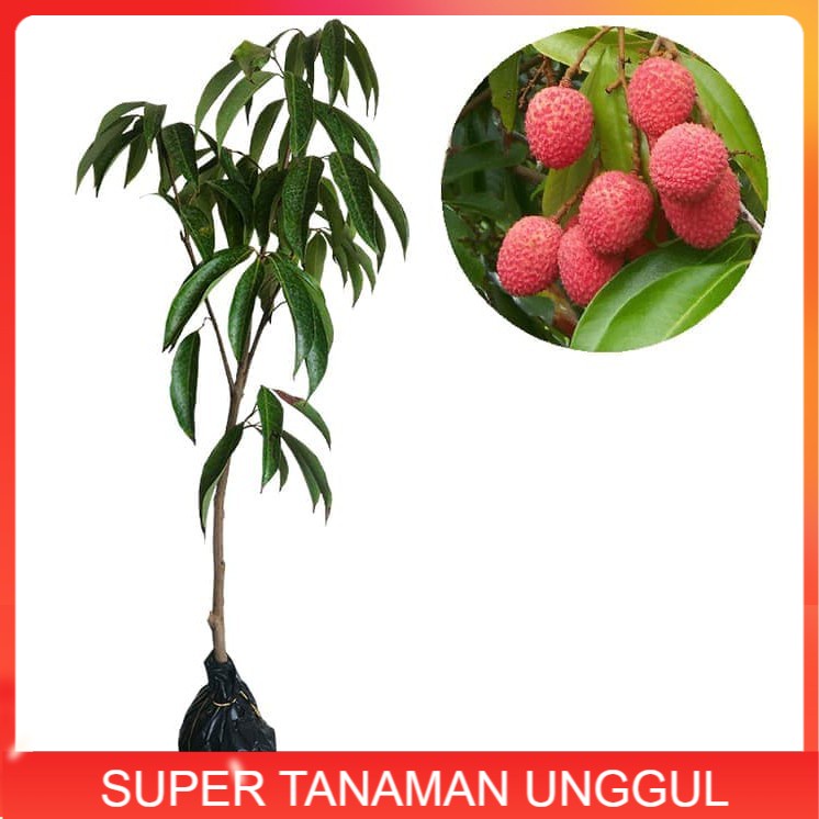 Bibit Tanaman Buah Leci Kom / Lychee Kom
