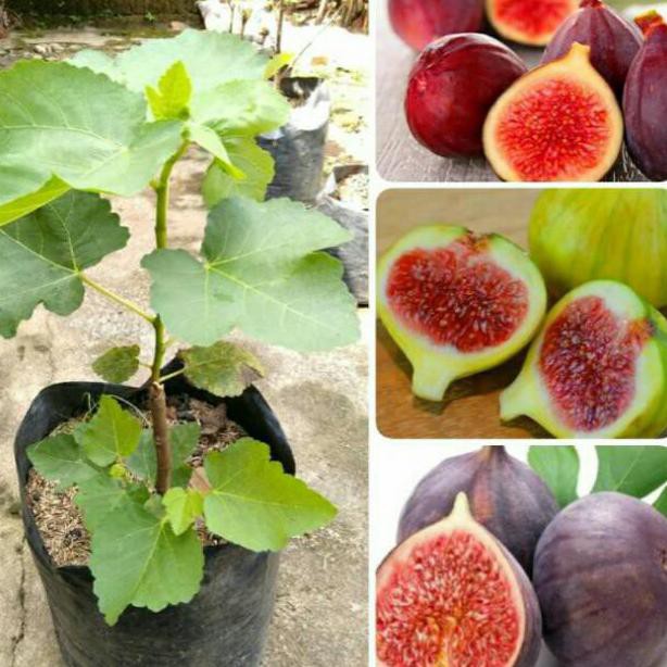 PROMO... BIBIT TANAMAN BUAH TIN MERH-BIBIT POHON TIN MERAH I3N