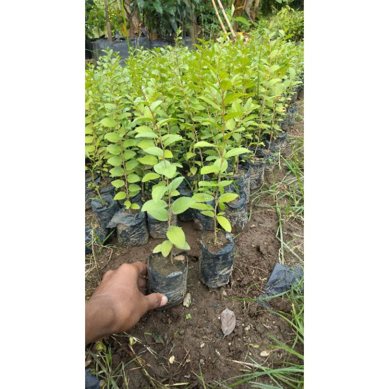 Bibit Tanaman Buah Bidara