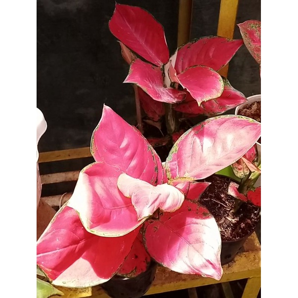 Aglonema Red anjamani dewasa