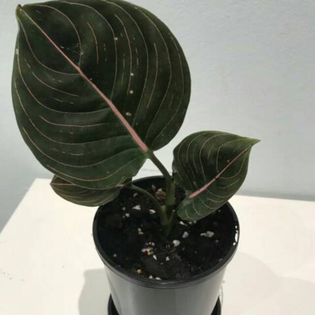 2.2  COD SALE aglonema - rotundum aceh - hiasan taman - rotundum aceh