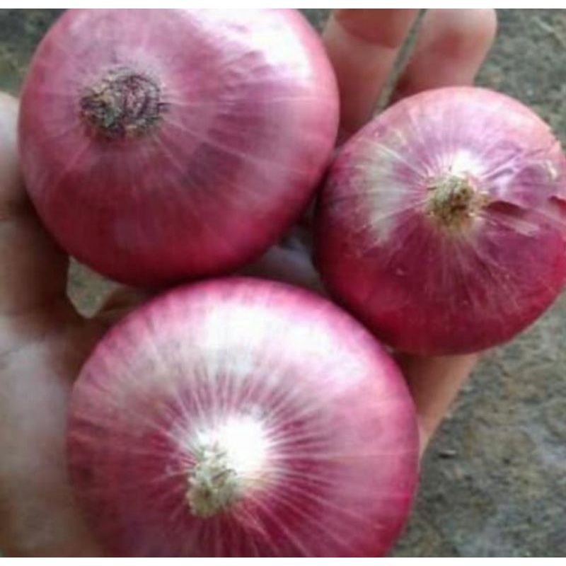 

Bawang Merah Peking/india 1 Kilo Fresh.