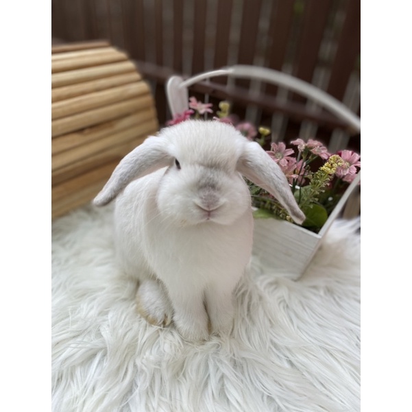 Kelinci Holland Lop Junior Betina Frosty Pipi