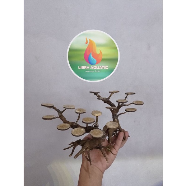 bonsai mini senggani