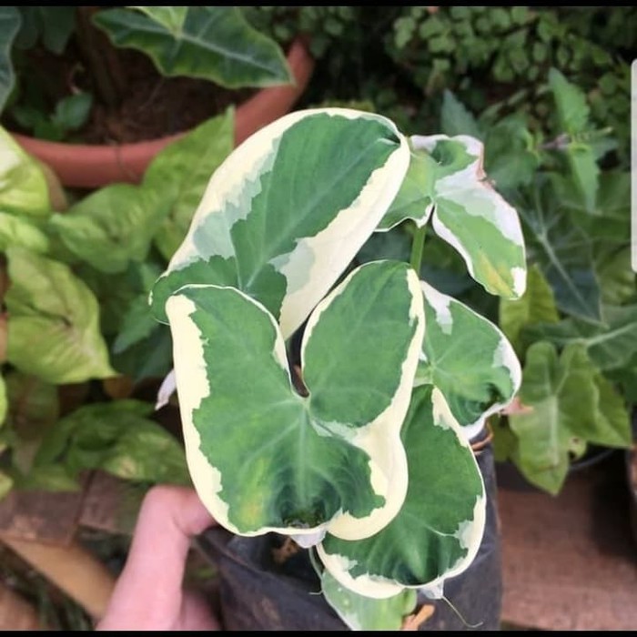 Tanaman Hias Keladi Tikus - Caladium Mickey Mouse BERGARANSI