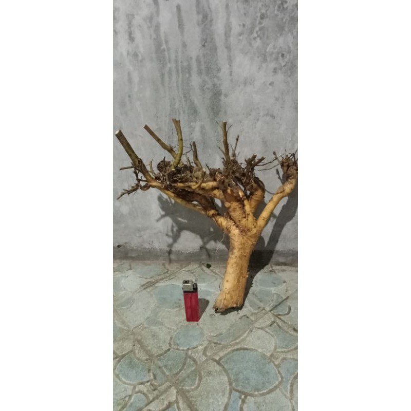 serut berkarakter bahan bonsai berat