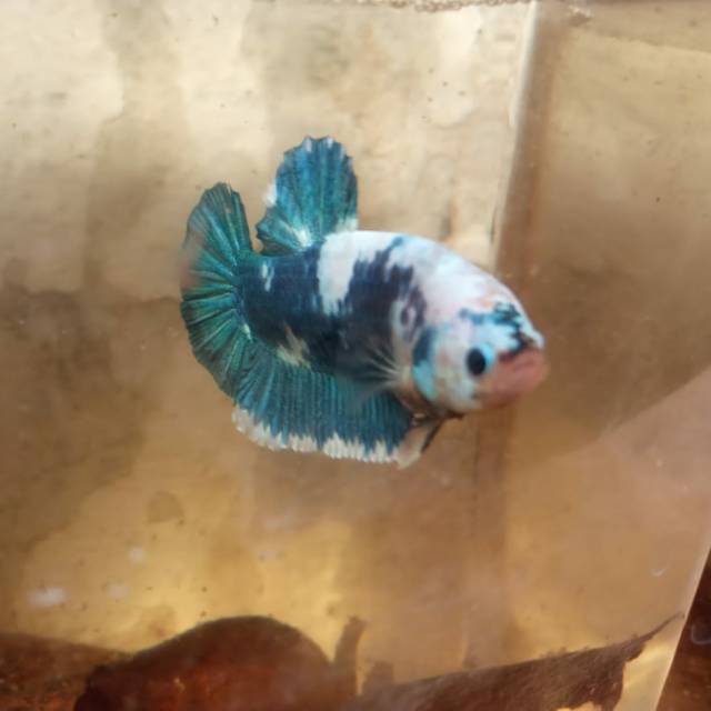 

Cupang bluemarble