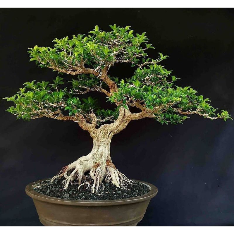 Tanaman hias kimeng (cangkokan)