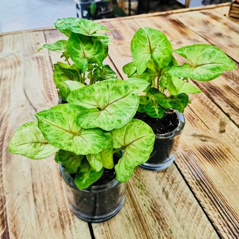 monstera janbol variegata