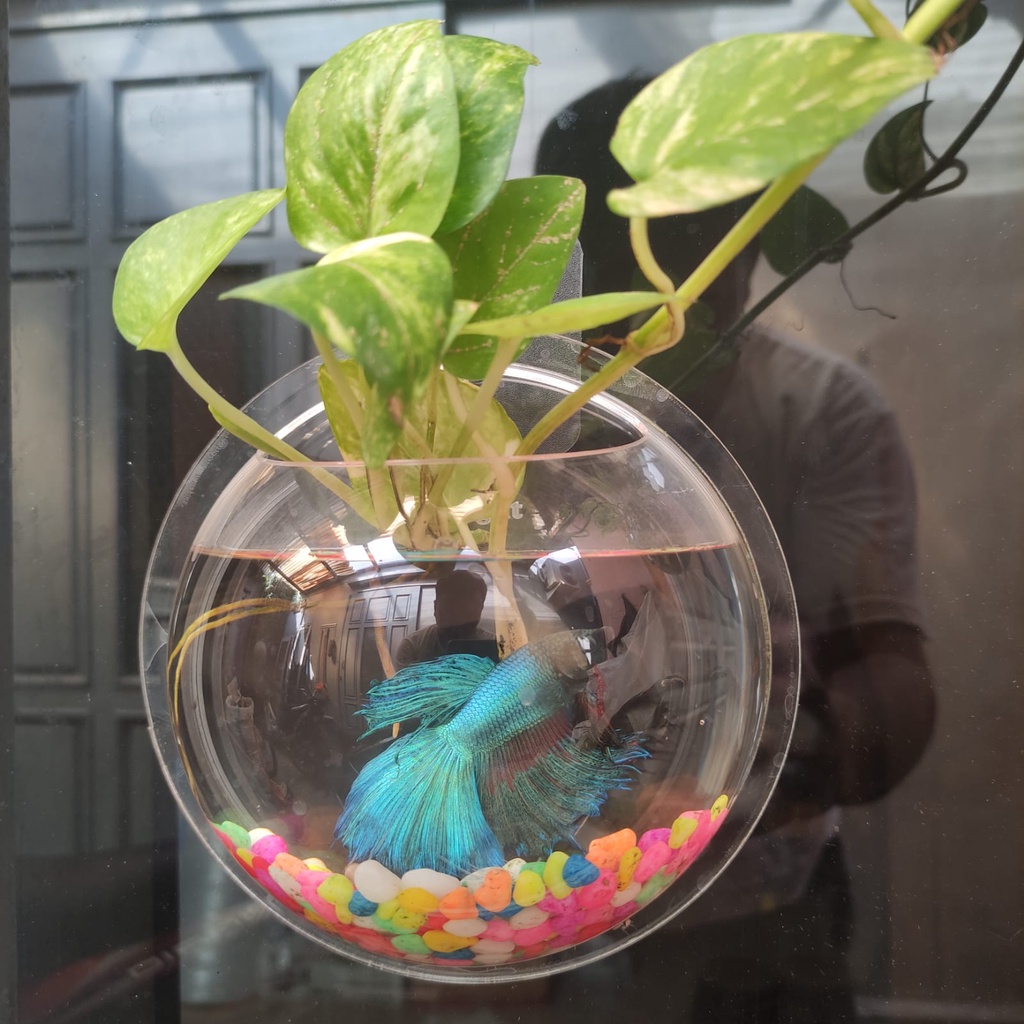 Aquarium Tempel Dinding