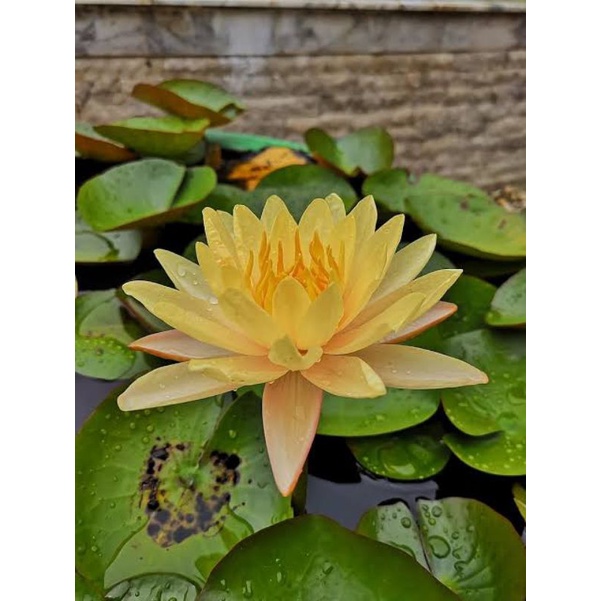 Bunga Teratai Kuning