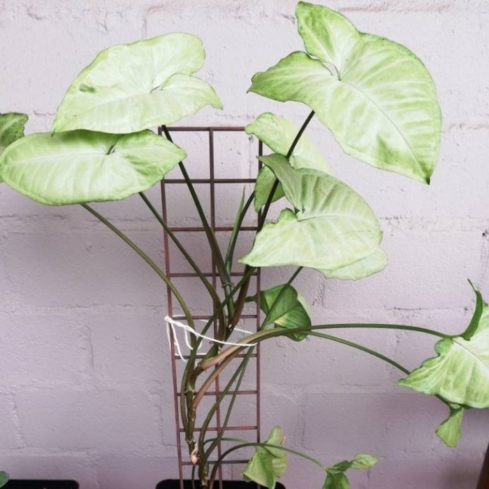 Tanaman Hias Syngonium Podophyllum White Butterfly - Tanaman Indoor