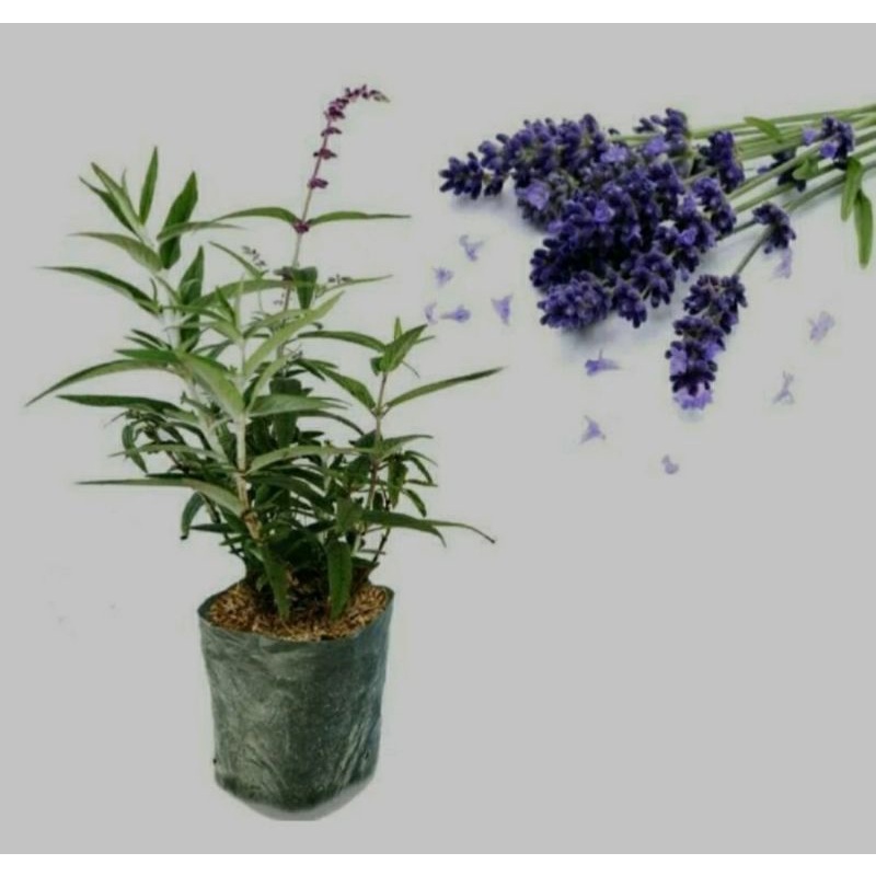 PAKET HEMAT 3 JENIS TANAMAN HERBAL ROSEMARY, DAUN MINT, LAVENDER. TANAMAN HIAS HIDUP ASLI, SUPER WANGI HERBAL. COD BISA BAYAR DI TEMPAT