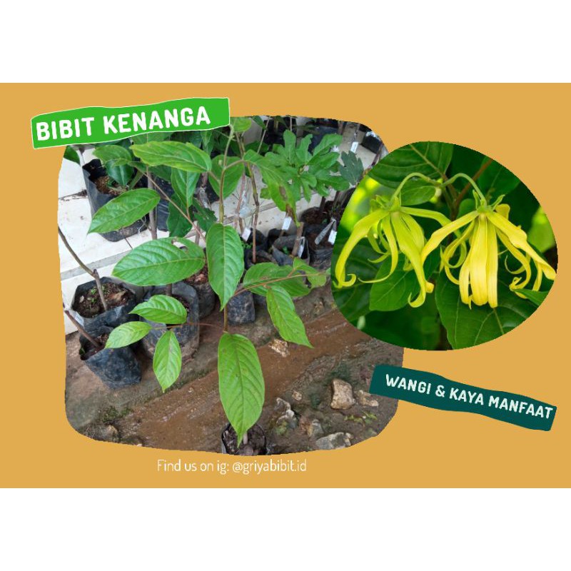 Bibit kembang kenanga, bibit kenanga, bibit bunga kenanga, kembang kenanga
