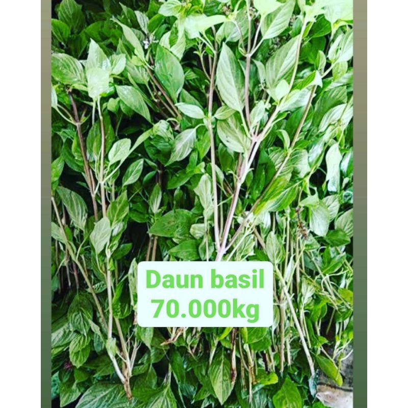 

Daun basil 1kg