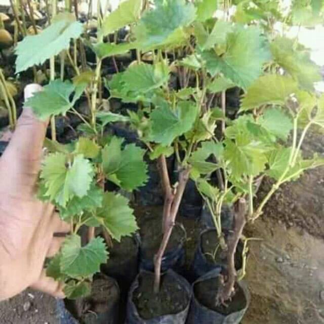 BELI 5 GRATIS 1. BIBIT ANGGUR PINK CAROLINE STEK