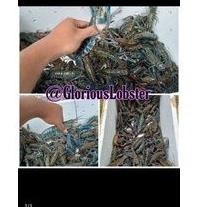Lobster Air Tawar Kiloan