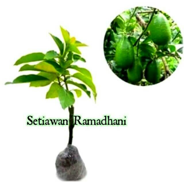 Bibit Tanaman Buah Alpukat Tanpa Biji Unggulan