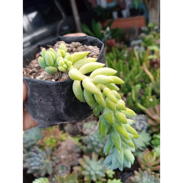 Sukulen gantung murah