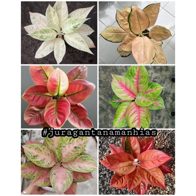 6 jenis bibit bonggol aglonema
1.Legacy Salju
2. Neskia
3.Kochin Sutra soft
4.Andini
5.Ayu Nindi
6.G